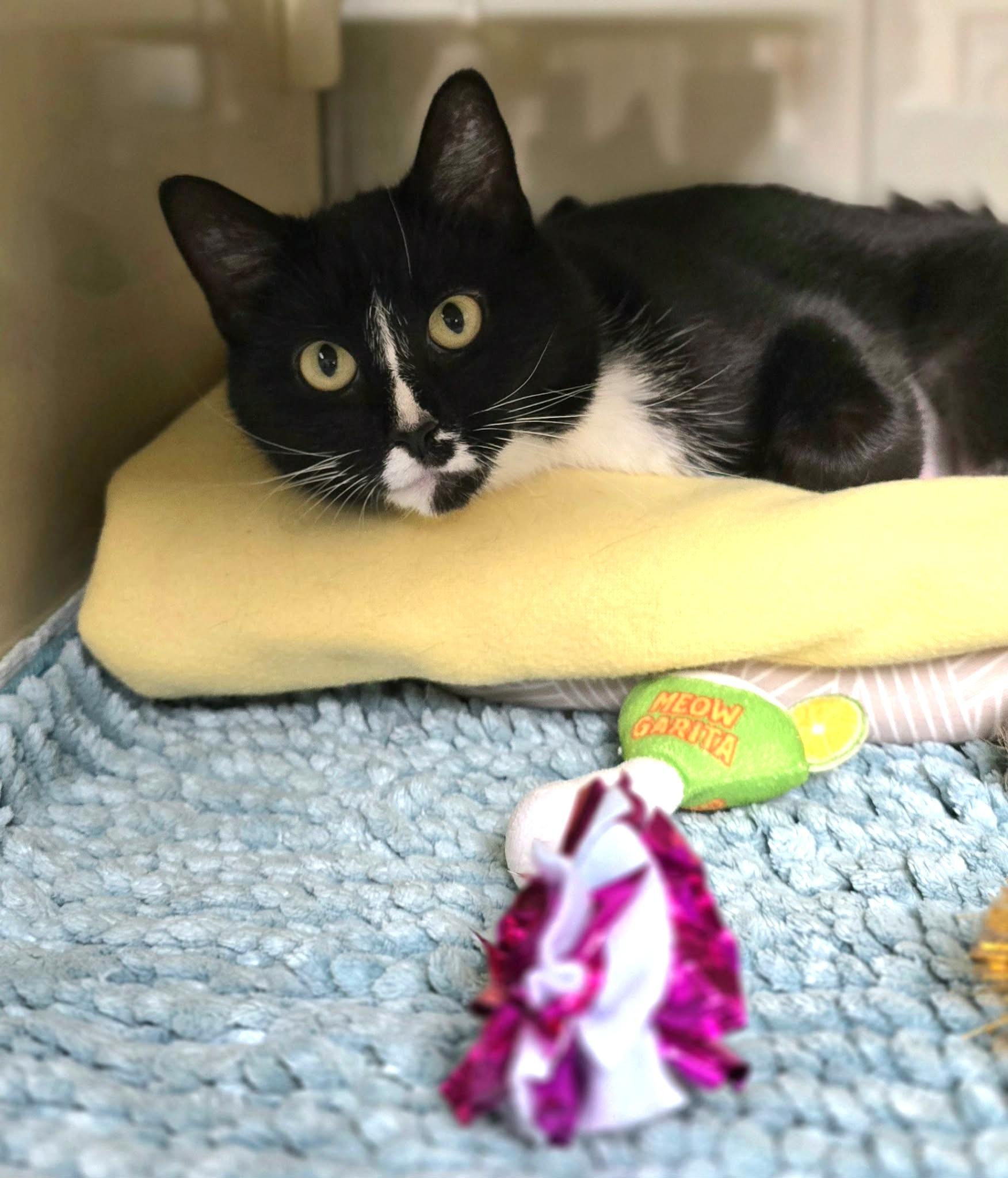 Enlarge Jasmine, a ADOPTABLE Domestic Short Hair in New Castle, PA image 4/4