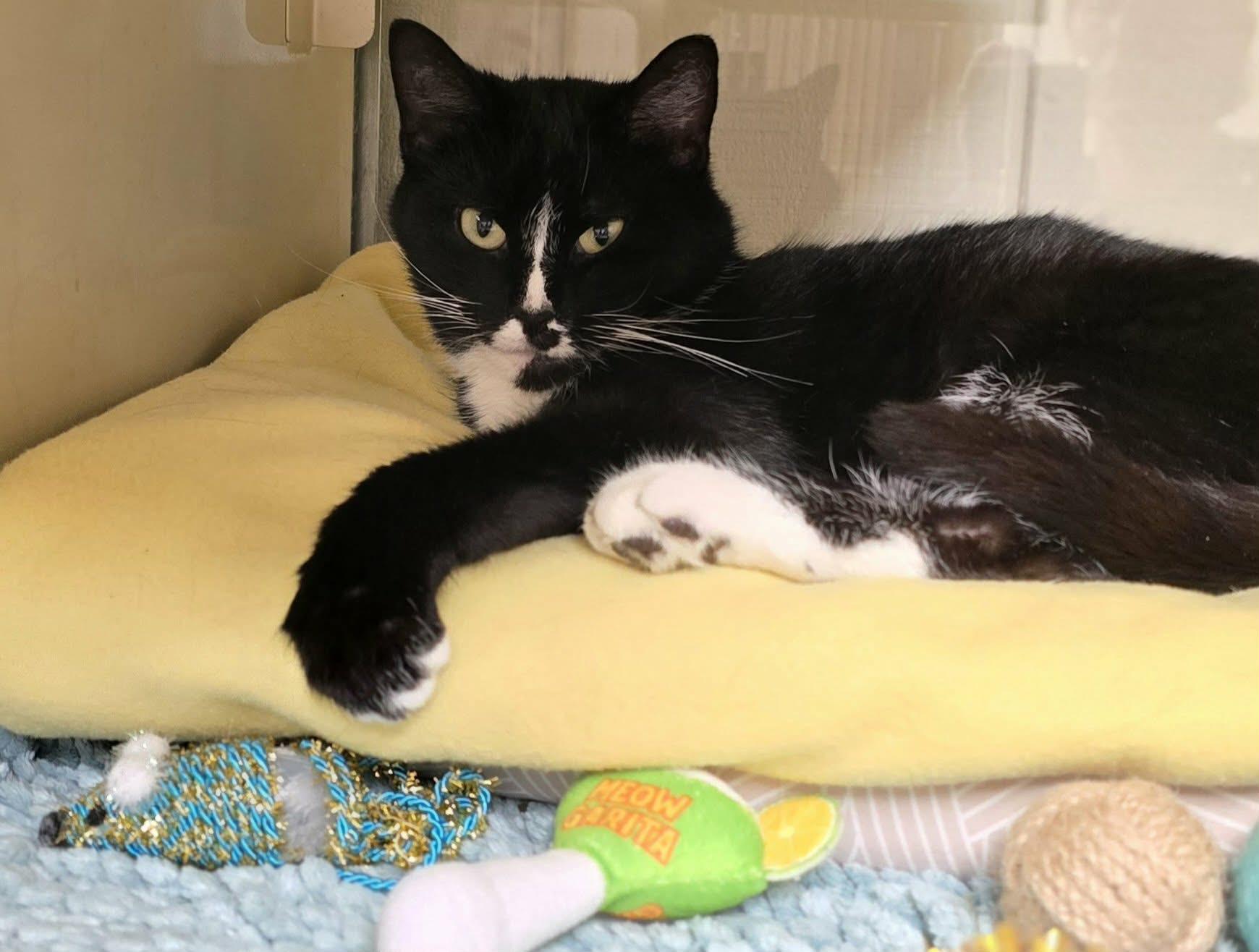 Enlarge Jasmine, a ADOPTABLE Domestic Short Hair in New Castle, PA image 2/4