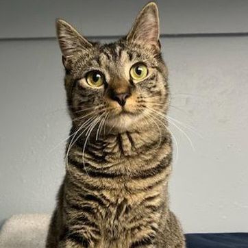 Lilac, Adoptable, Young Female Tiger.