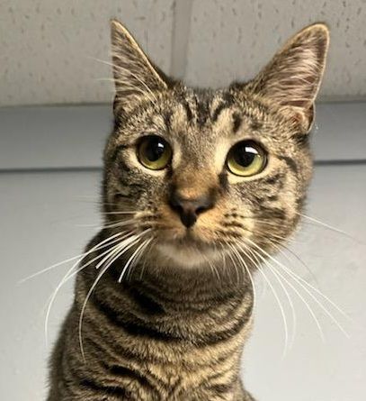 Lilac, a Adoptable Tiger in Warwick, RI image 2/12