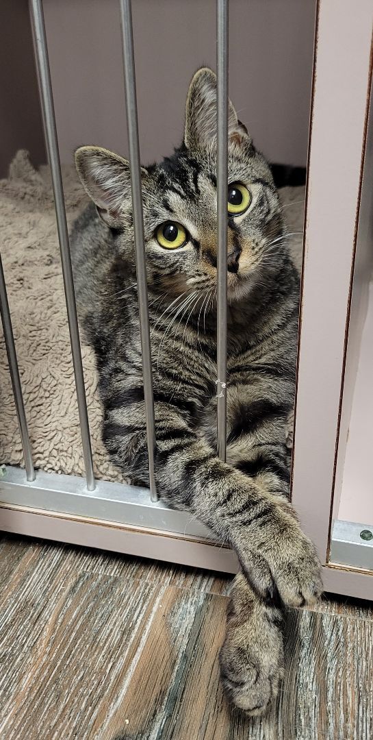 Lilac, Adoptable, Young Female Tiger.