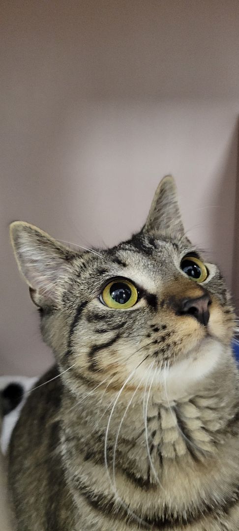 Lilac, a Adoptable Tiger in Warwick, RI image 4/12