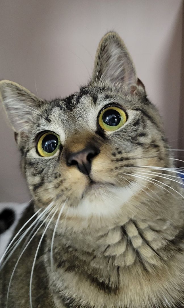 Lilac, a Adoptable Tiger in Warwick, RI image 5/12