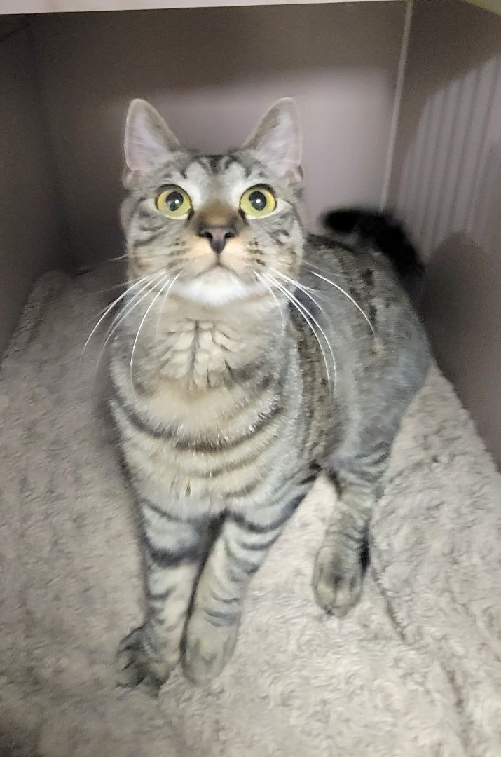 Lilac, a Adoptable Tiger in Warwick, RI image 6/12