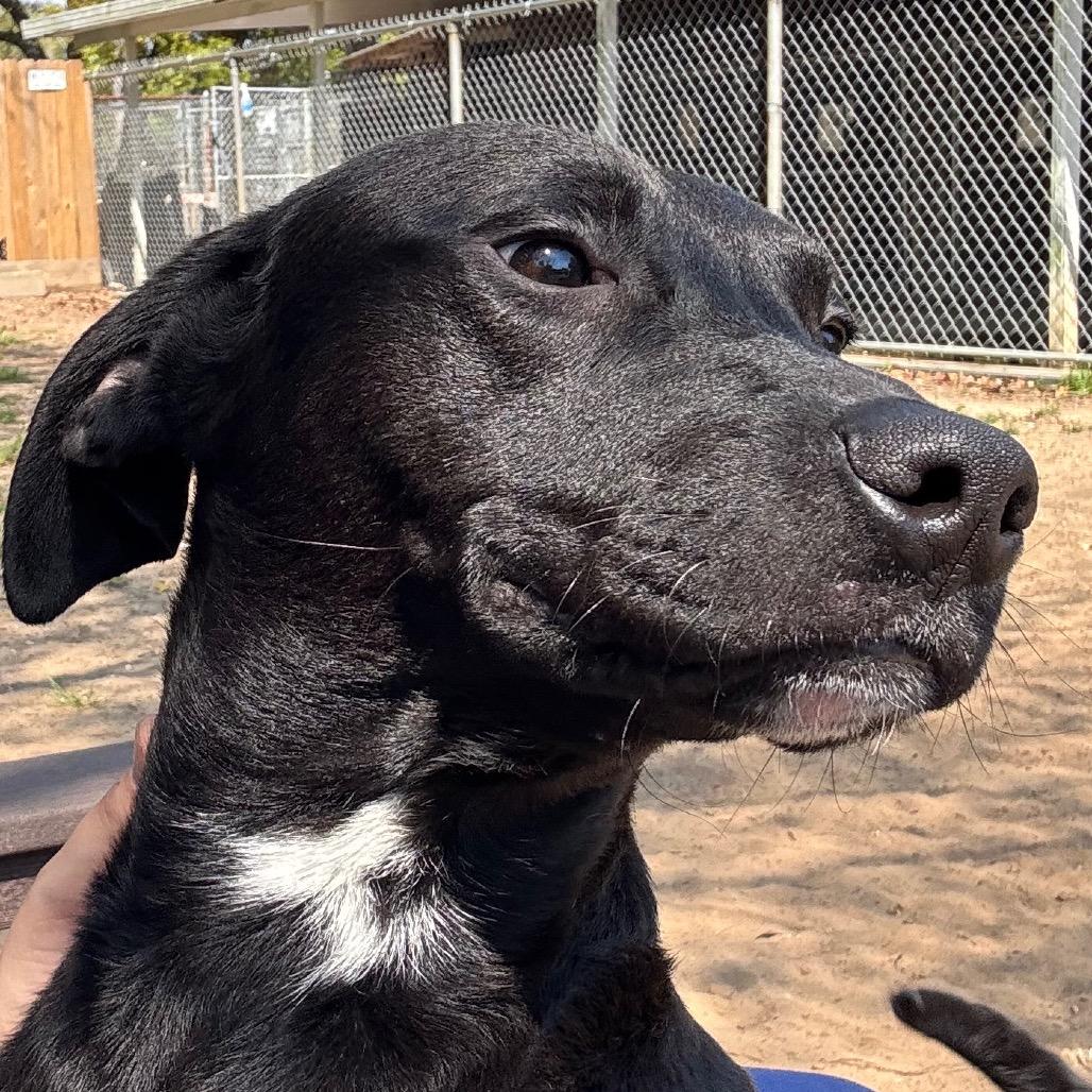 Enlarge Frank, a Adoptable Mixed Breed in Pensacola, FL image 2/3