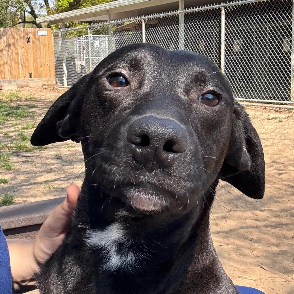 Enlarge Frank, a Adoptable Mixed Breed in Pensacola, FL image 3/3