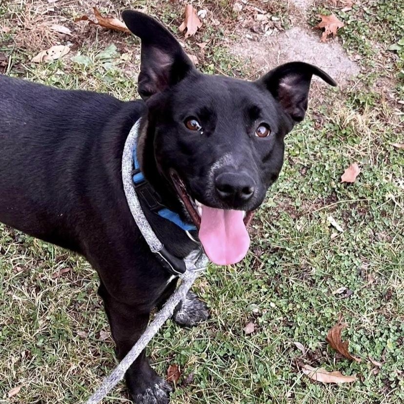 Rex, Young Male Black Labrador Retriever
