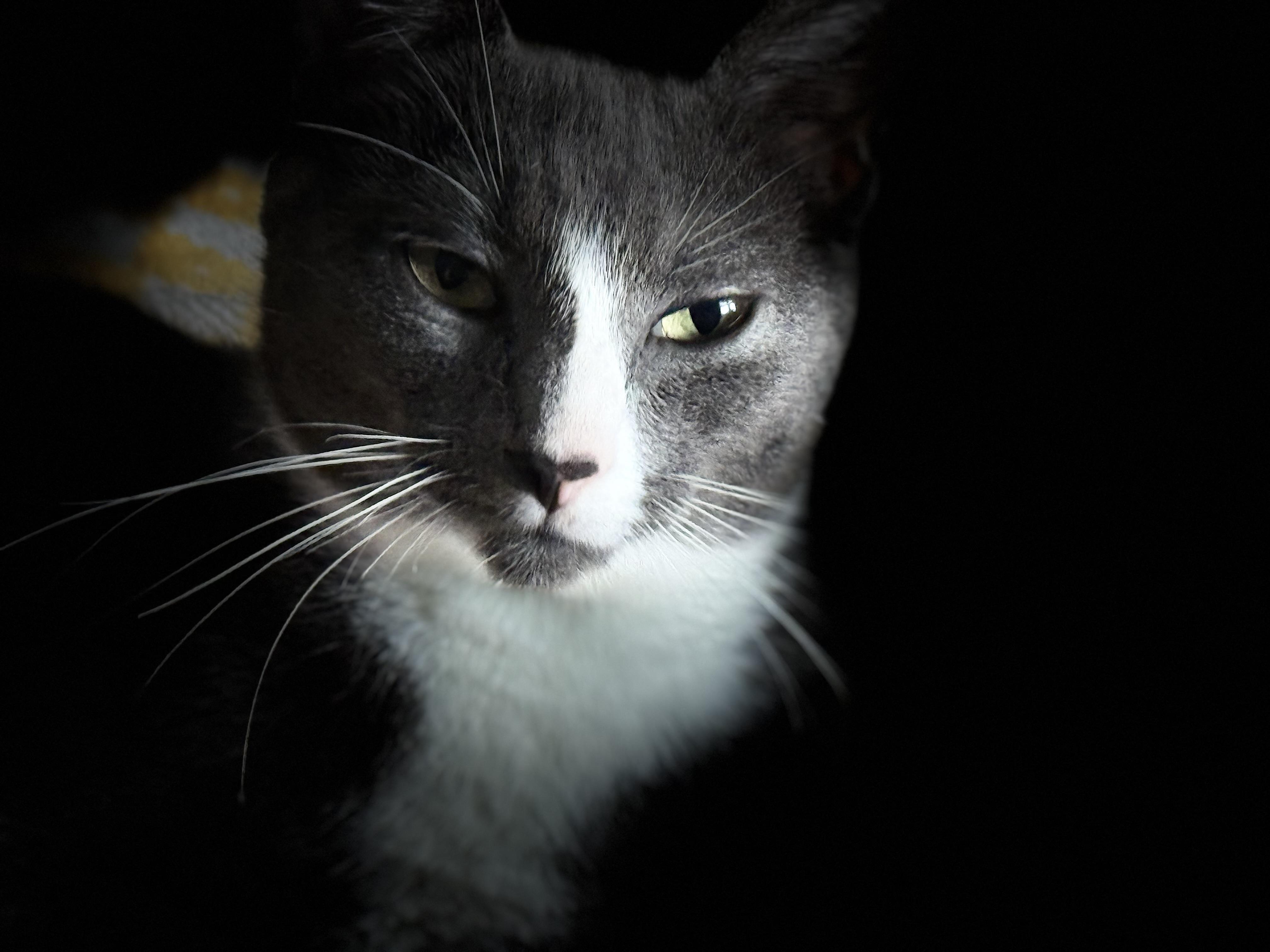 Sage, Adoptable, Adult Female Domestic Short Hair.