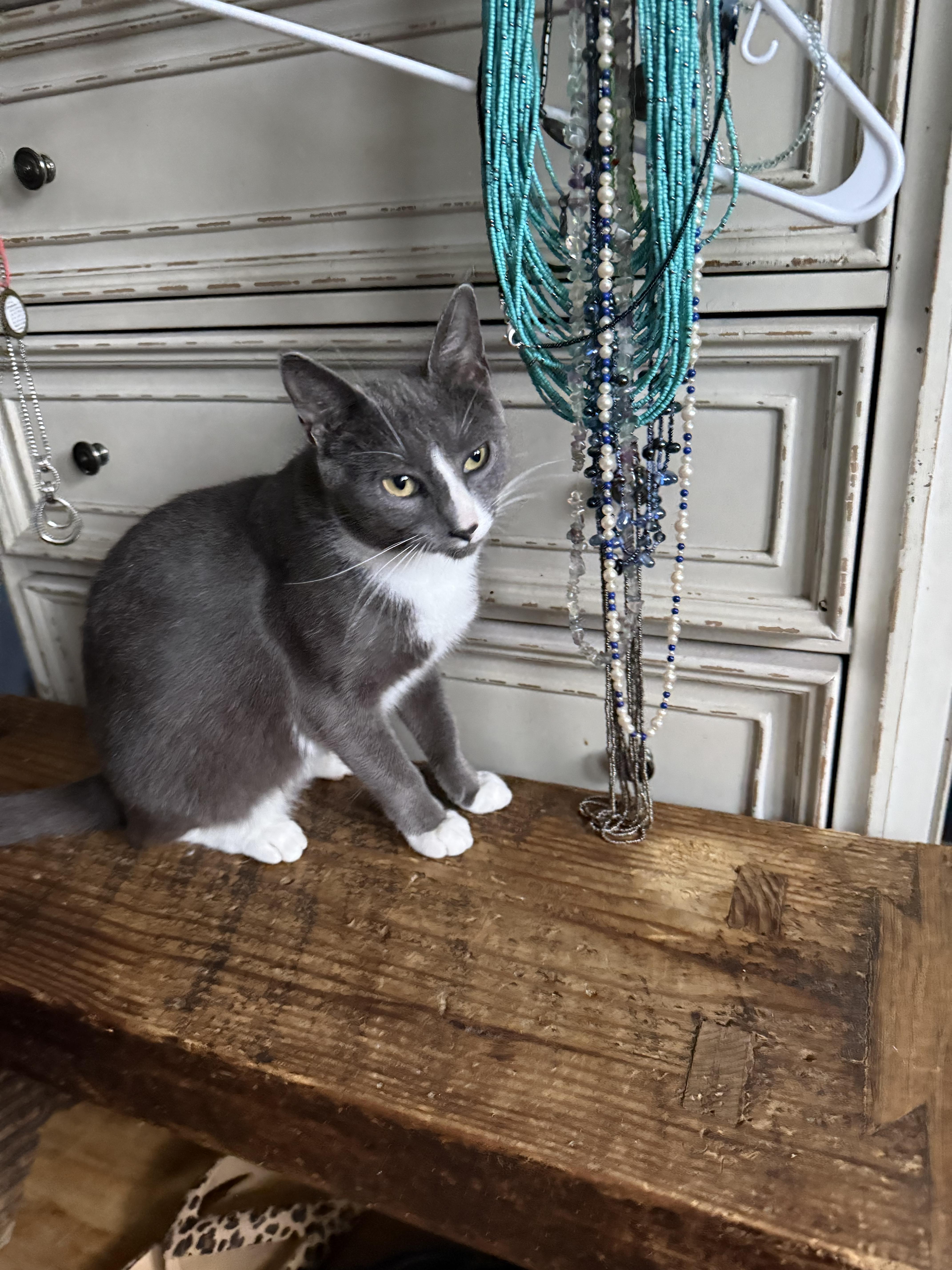 Enlarge Sage, a Adoptable mixed breed in Pleasant Valley, NY image 4/4