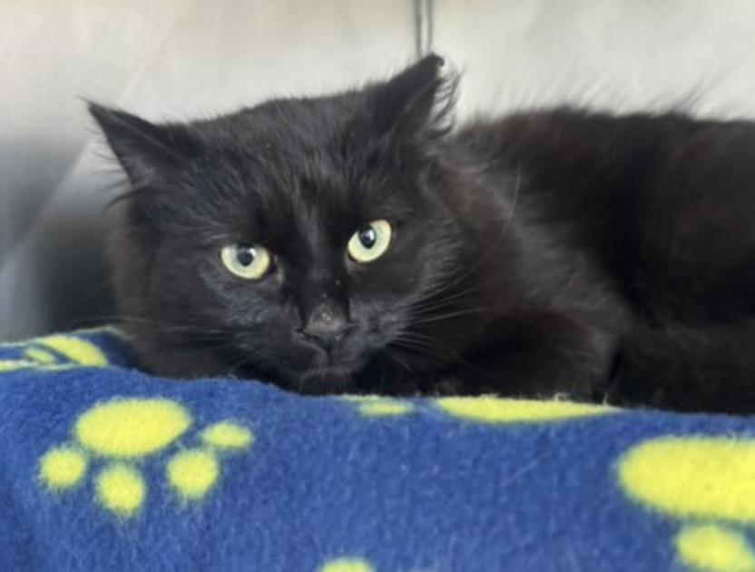 Australorp, ADOPTABLE, Young Female Domestic Short Hair.