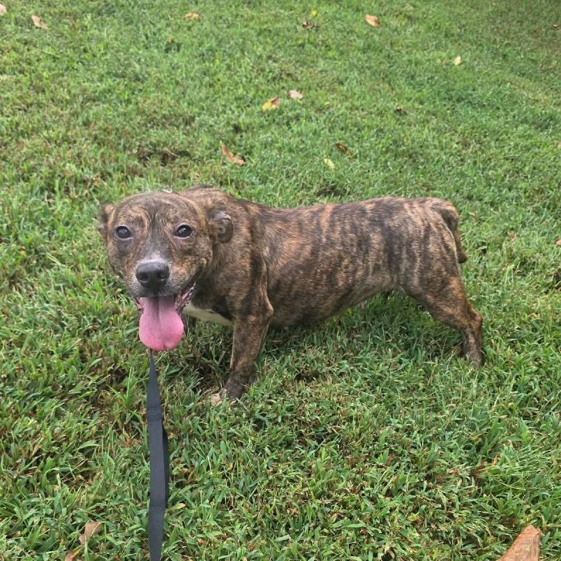 Carrington, Adoptable, Adult Female Mixed Breed.