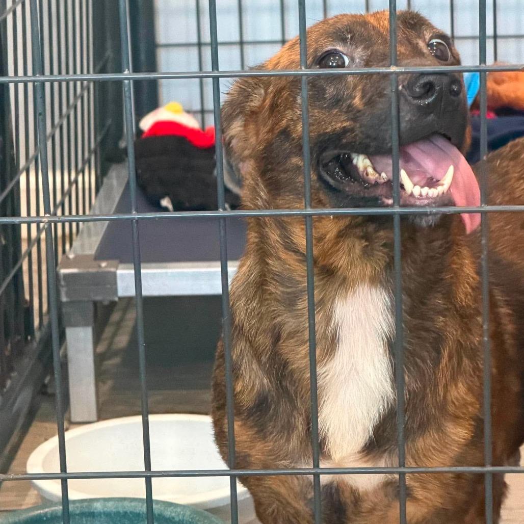 Enlarge Carrington, a Adoptable Mixed Breed in Jackson, MO image 2/2