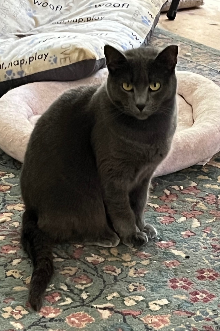 Beano, a Adoptable mixed breed in Mobile, AL image 1/9