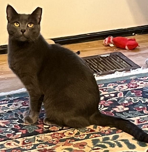 Beano, a Adoptable mixed breed in Mobile, AL image 2/9