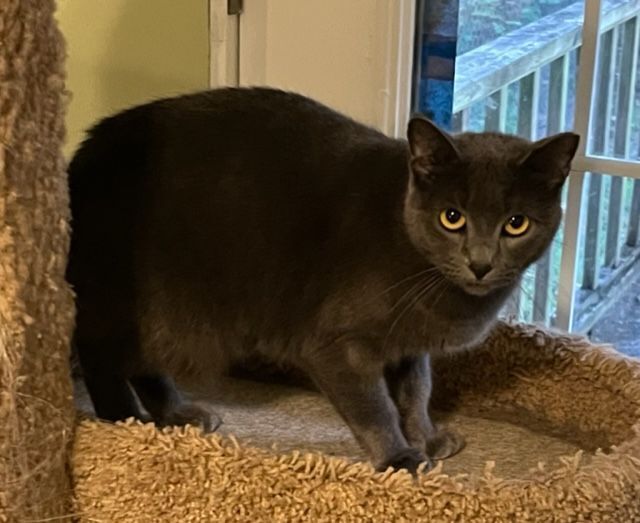 Beano, a Adoptable mixed breed in Mobile, AL image 3/9