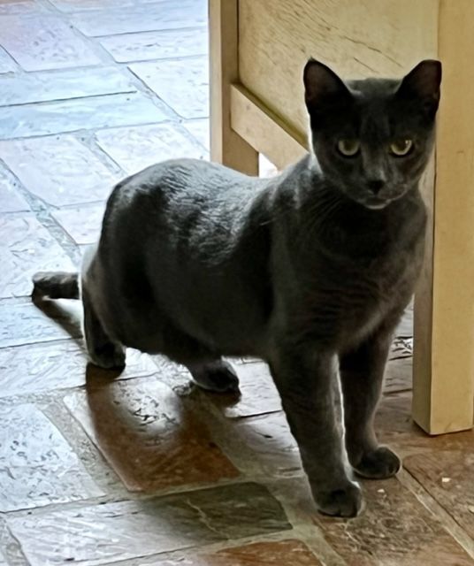 Beano, a Adoptable mixed breed in Mobile, AL image 4/9