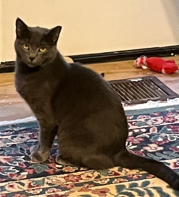 Beano, a Adoptable mixed breed in Mobile, AL image 5/9