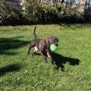 Enlarge Russell - reduced adoption fee!, an adoptable mixed breed in Mississauga, ON image 5/6