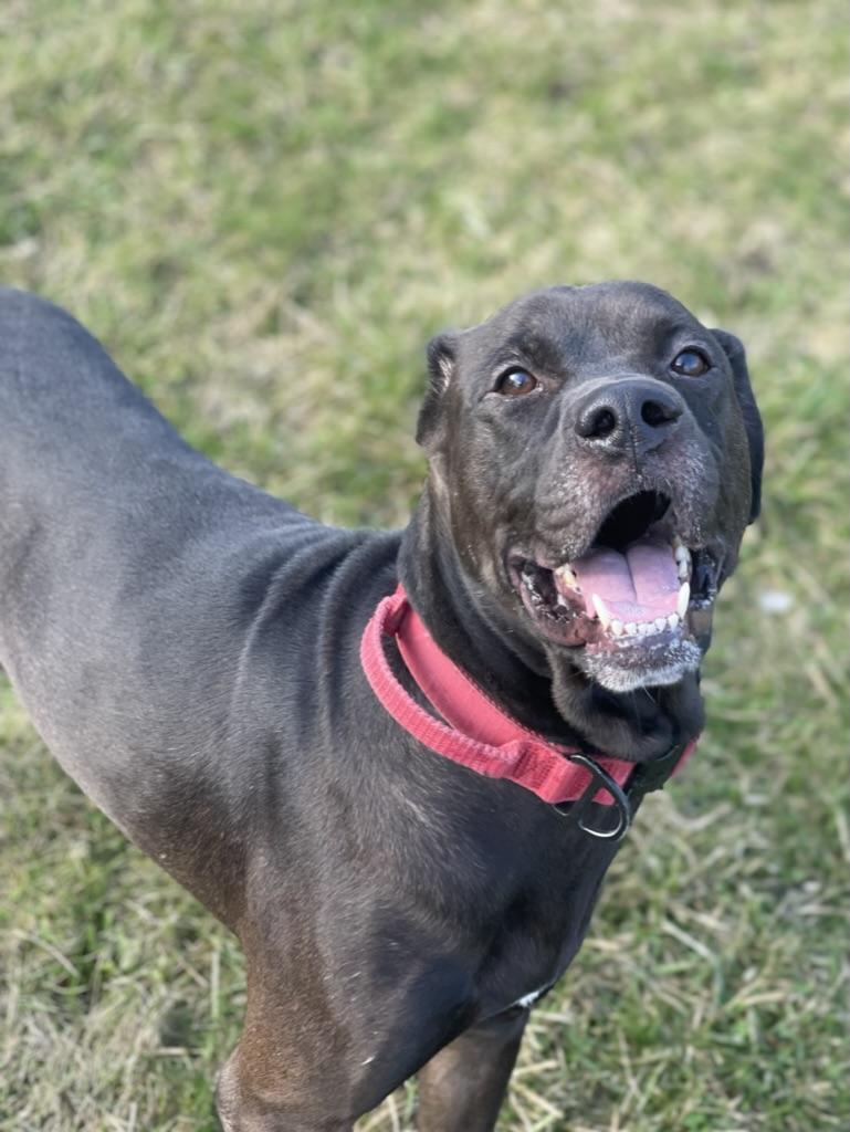 Enlarge Russell - reduced adoption fee!, an adoptable mixed breed in Mississauga, ON image 1/2