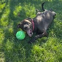 Enlarge Russell - reduced adoption fee!, an adoptable mixed breed in Mississauga, ON image 6/6
