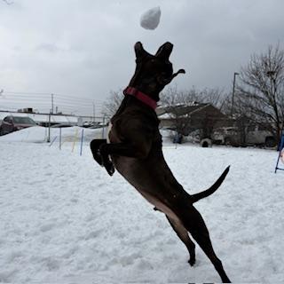 Enlarge Russell - reduced adoption fee!, an adoptable mixed breed in Mississauga, ON image 4/6