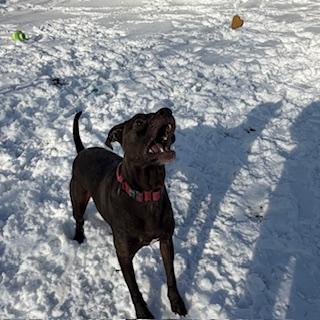 Enlarge Russell - reduced adoption fee!, an adoptable mixed breed in Mississauga, ON image 2/6