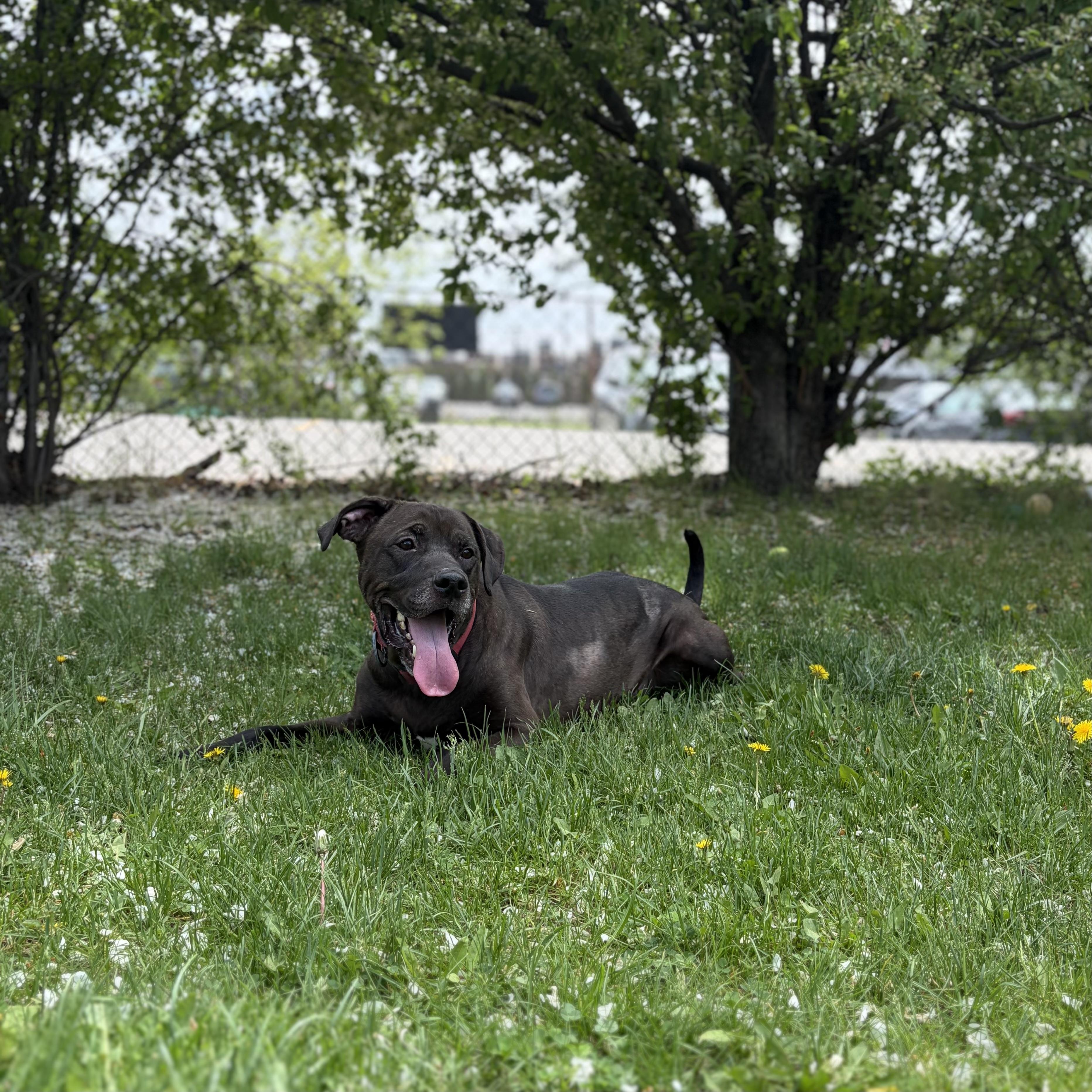 Enlarge Russell - Reduced Adoption Fee, an adoptable mixed breed in Mississauga, ON image 3/6