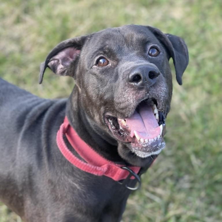 Enlarge Russell - reduced adoption fee!, an adoptable mixed breed in Mississauga, ON image 1/6