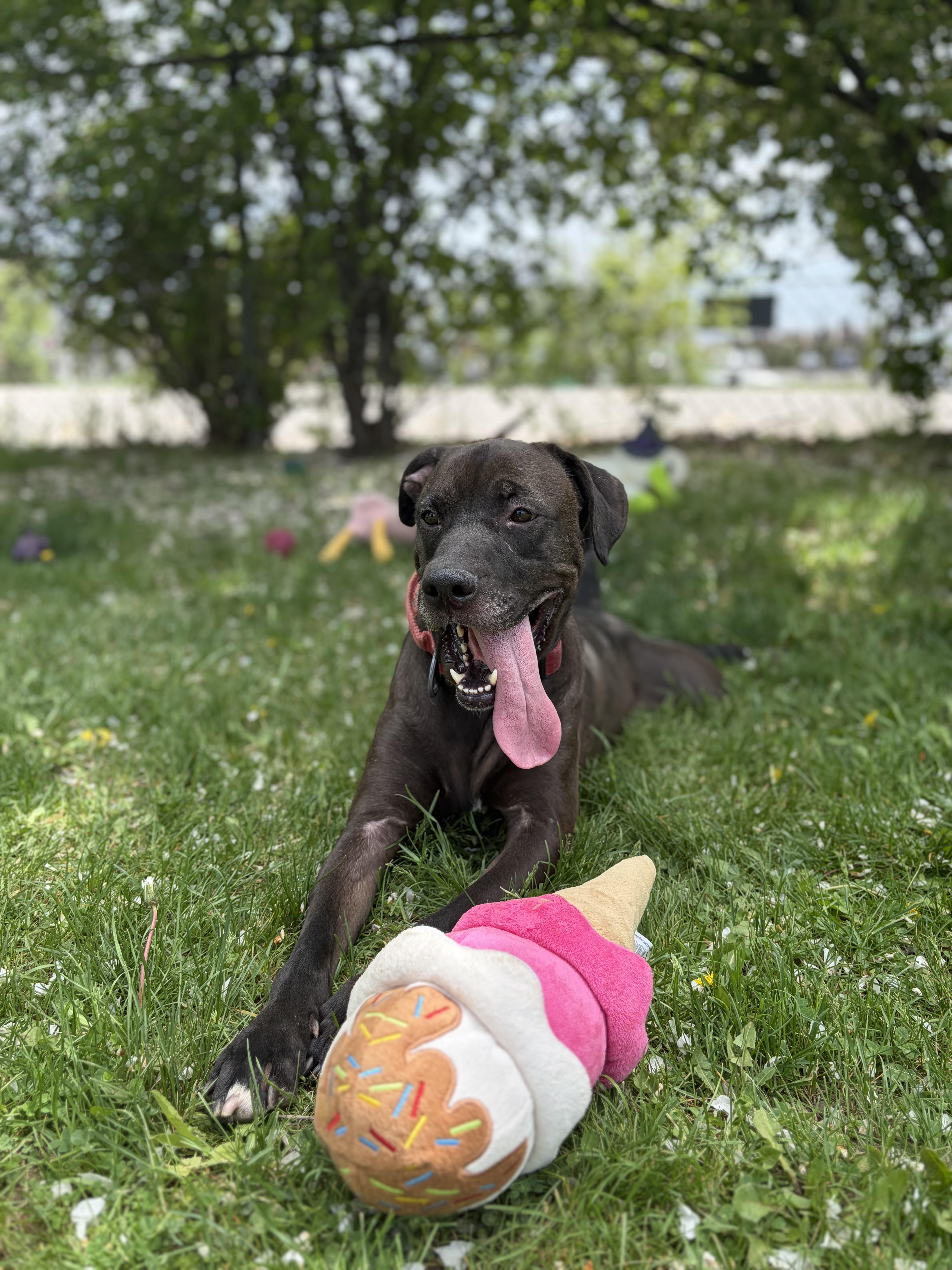 Russell - Reduced Adoption Fee, adoptable, Adult Male Labrador Retriever.
