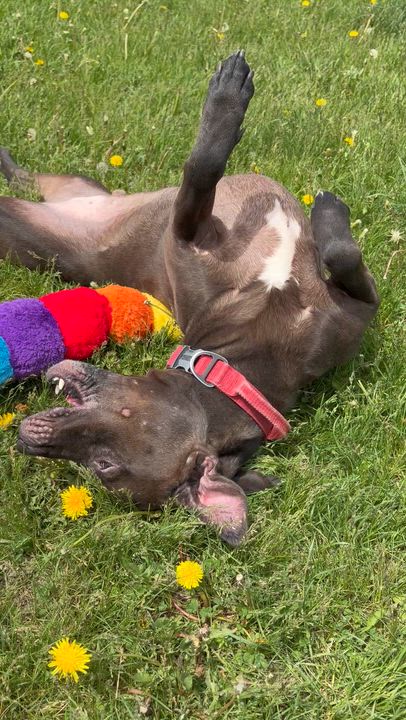Enlarge Russell - Reduced Adoption Fee, an adoptable mixed breed in Mississauga, ON video 6/6