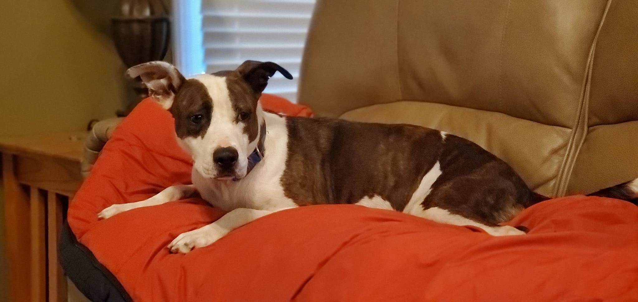 Maggie, Adult Female Mixed Breed