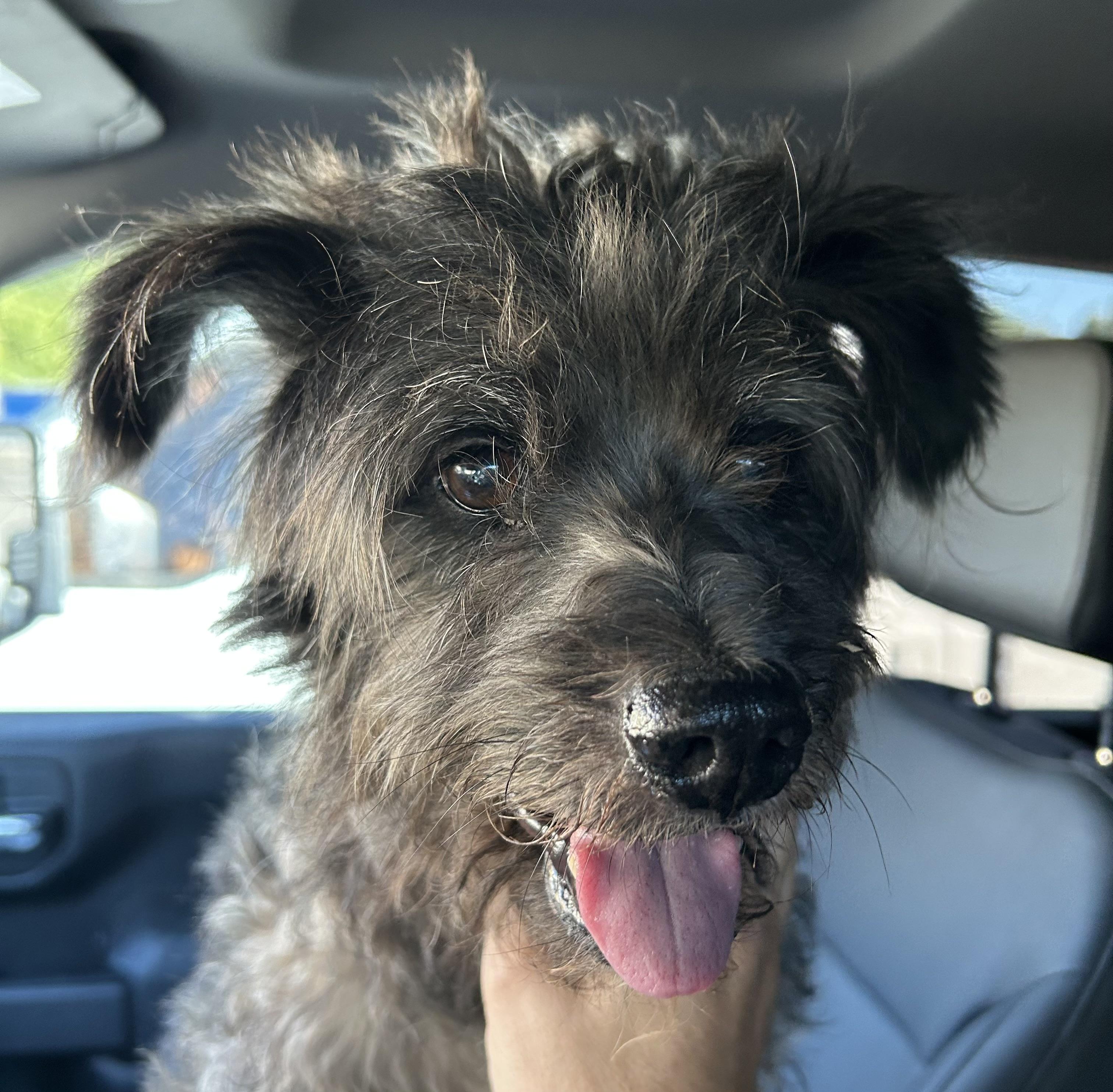 Enlarge Remy, a Adopted mixed breed in River oaks, TX image 1/1