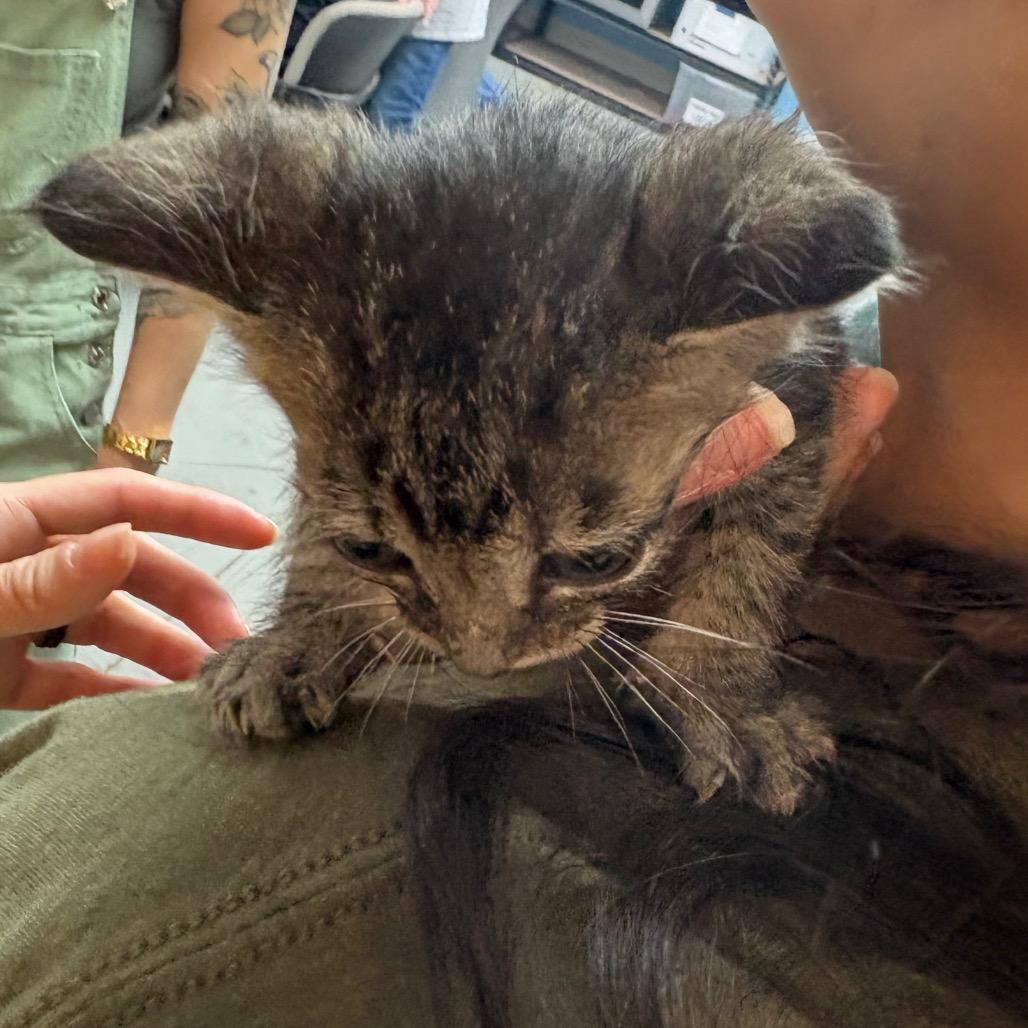 Mowgli Denis-BD, Adoptable, Kitten Male Domestic Short Hair.