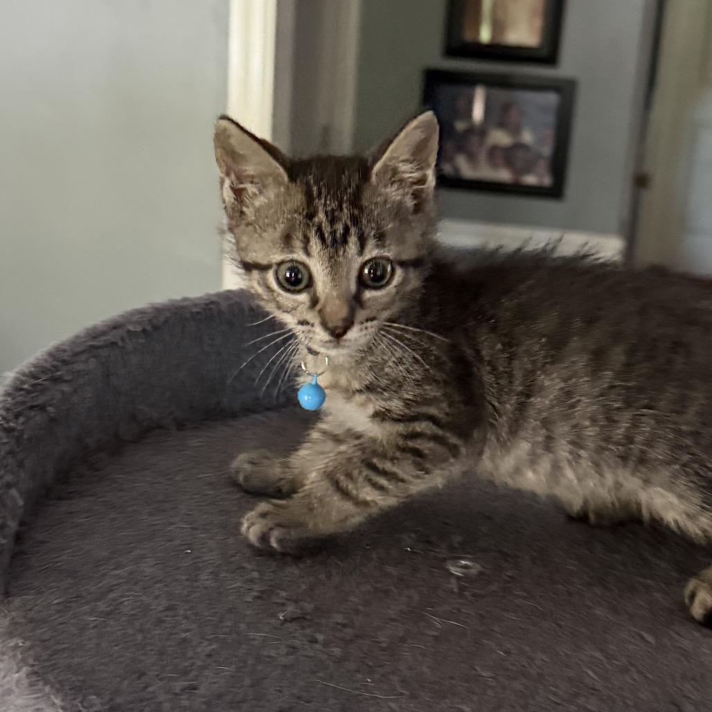 Mowgli Denis-BD, a Adoptable Domestic Short Hair in Tallahassee, FL image 2/2