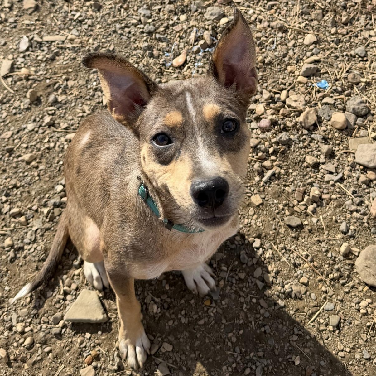 Enlarge Patches - 20 lbs, a Adoptable mixed breed in Muldrow, OK image 1/2