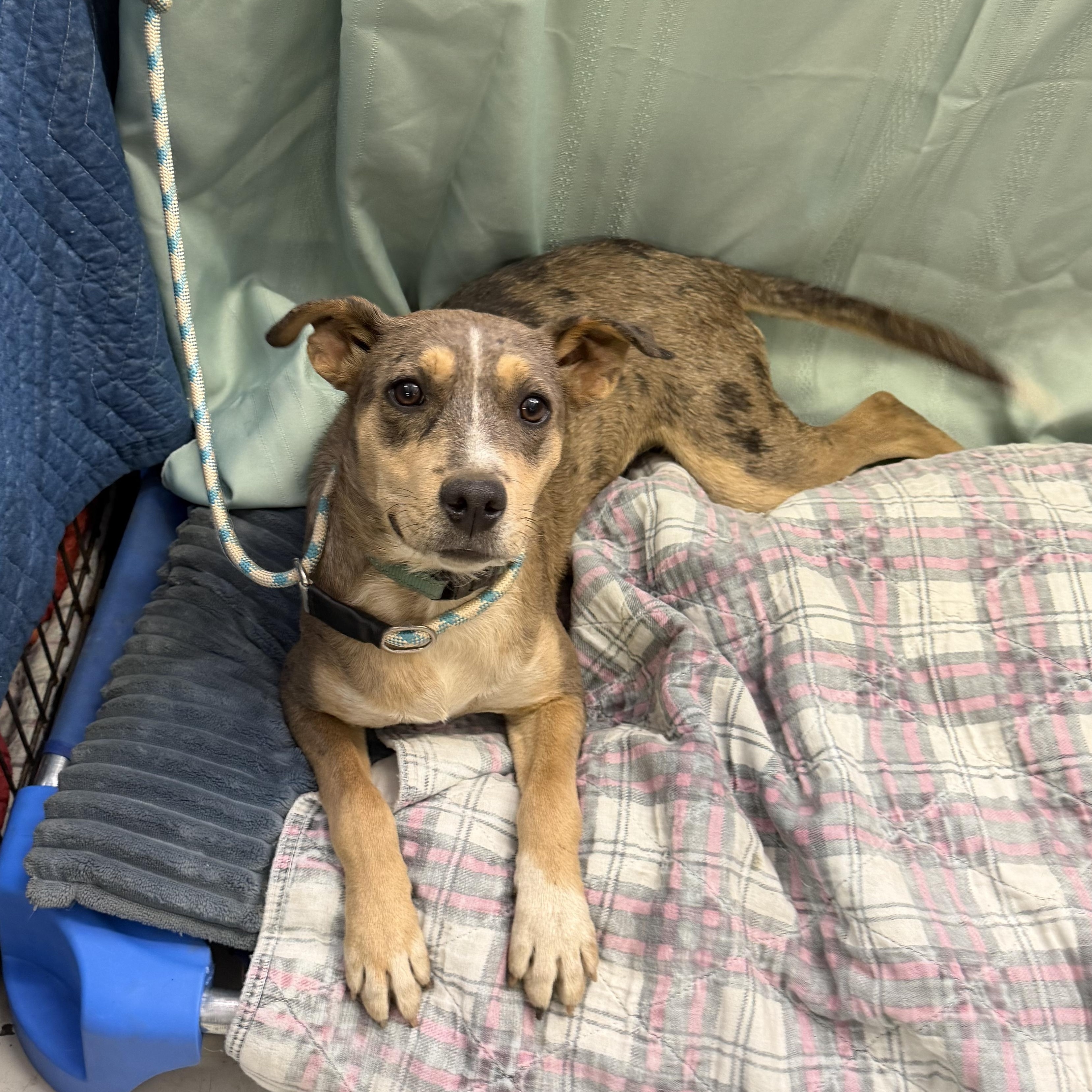 Patches - 20 lbs, Adoptable, Puppy Female Catahoula Leopard Dog.