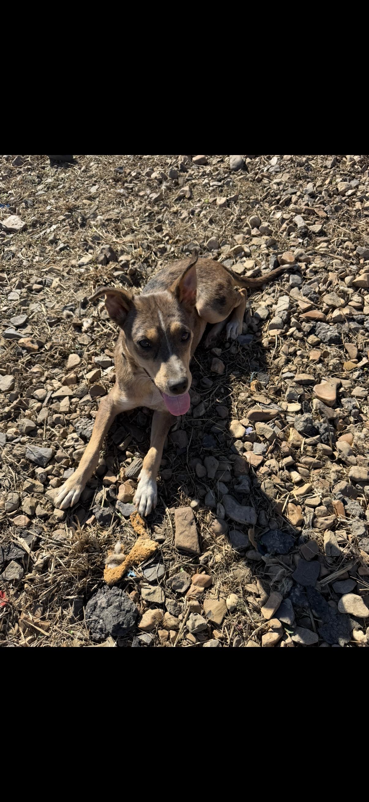Enlarge Patches - 20 lbs, a Adoptable mixed breed in Muldrow, OK image 2/2