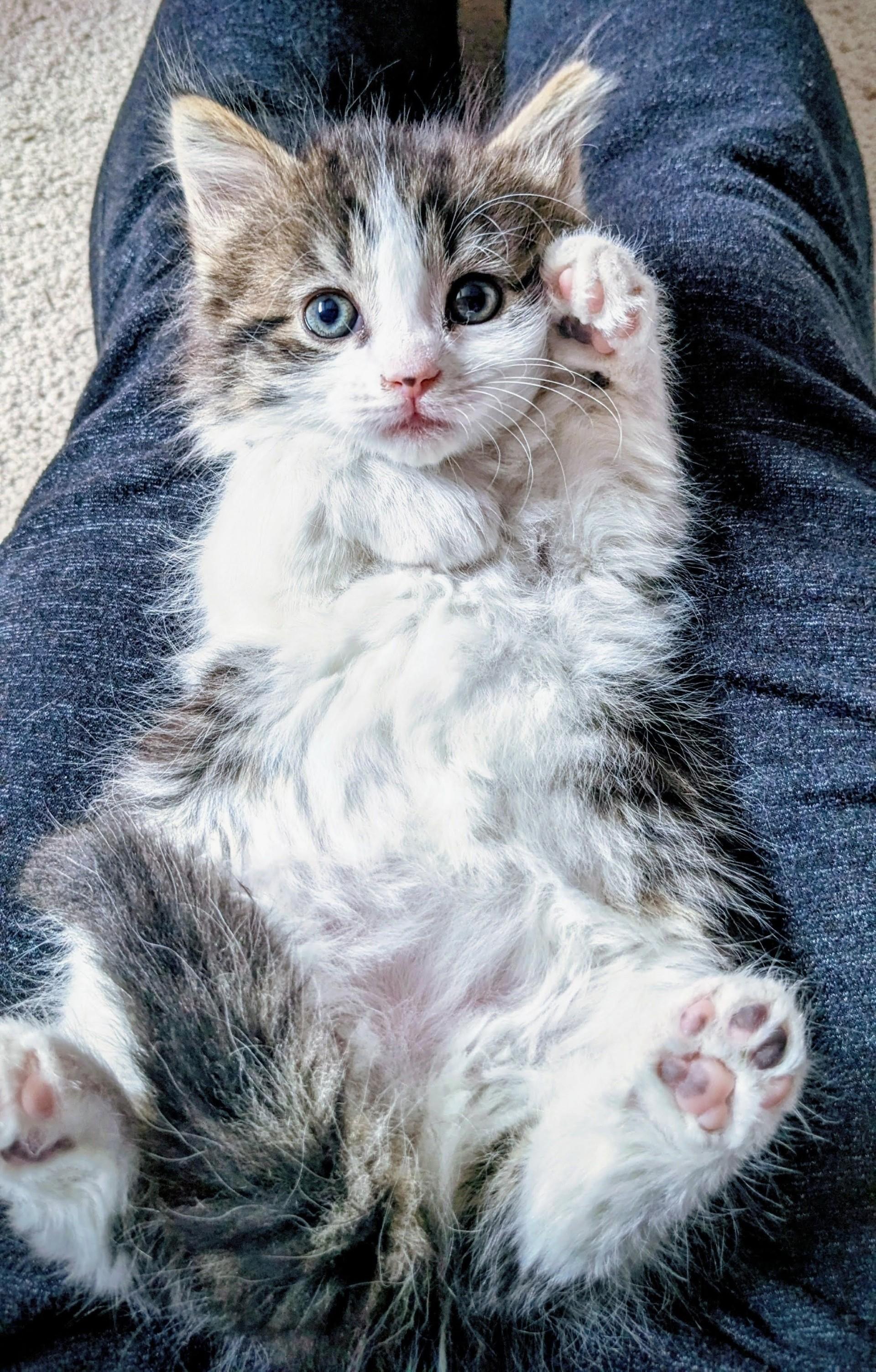 Cuddles -  Valentine Day Kitten, ADOPTABLE, Kitten Female Tabby.