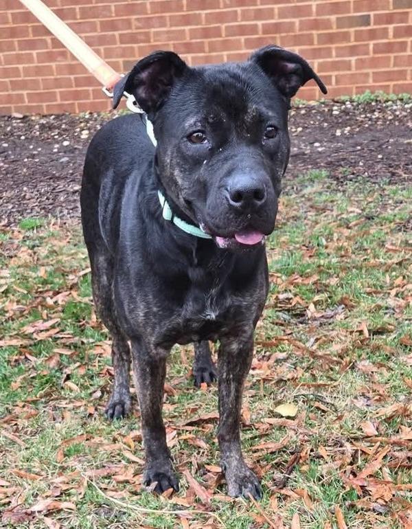 Enlarge Nala, a Adoptable mixed breed in Millersville, MD image 1/1