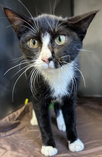 Enlarge Pastrami, a Adoptable mixed breed in Fairhope, AL image 1/2