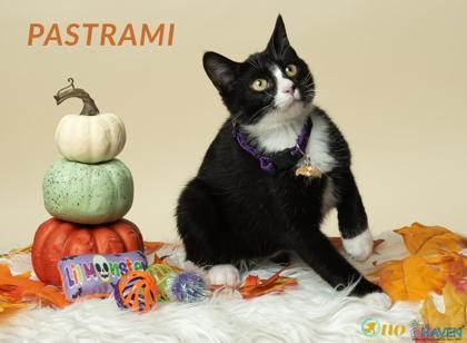 Enlarge Pastrami, a Adoptable mixed breed in Fairhope, AL image 2/2