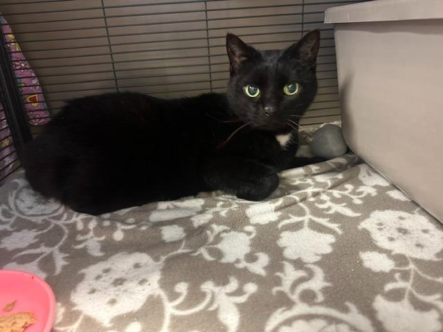 Shadow, a Adopted mixed breed in Blountville, TN image 1/2
