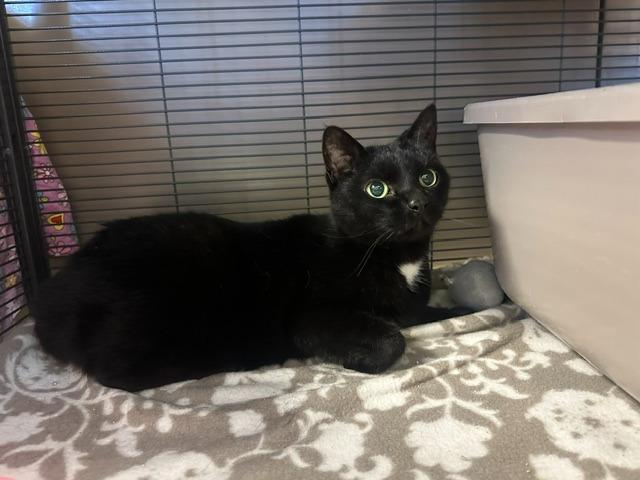 Shadow, a Adopted mixed breed in Blountville, TN image 2/2