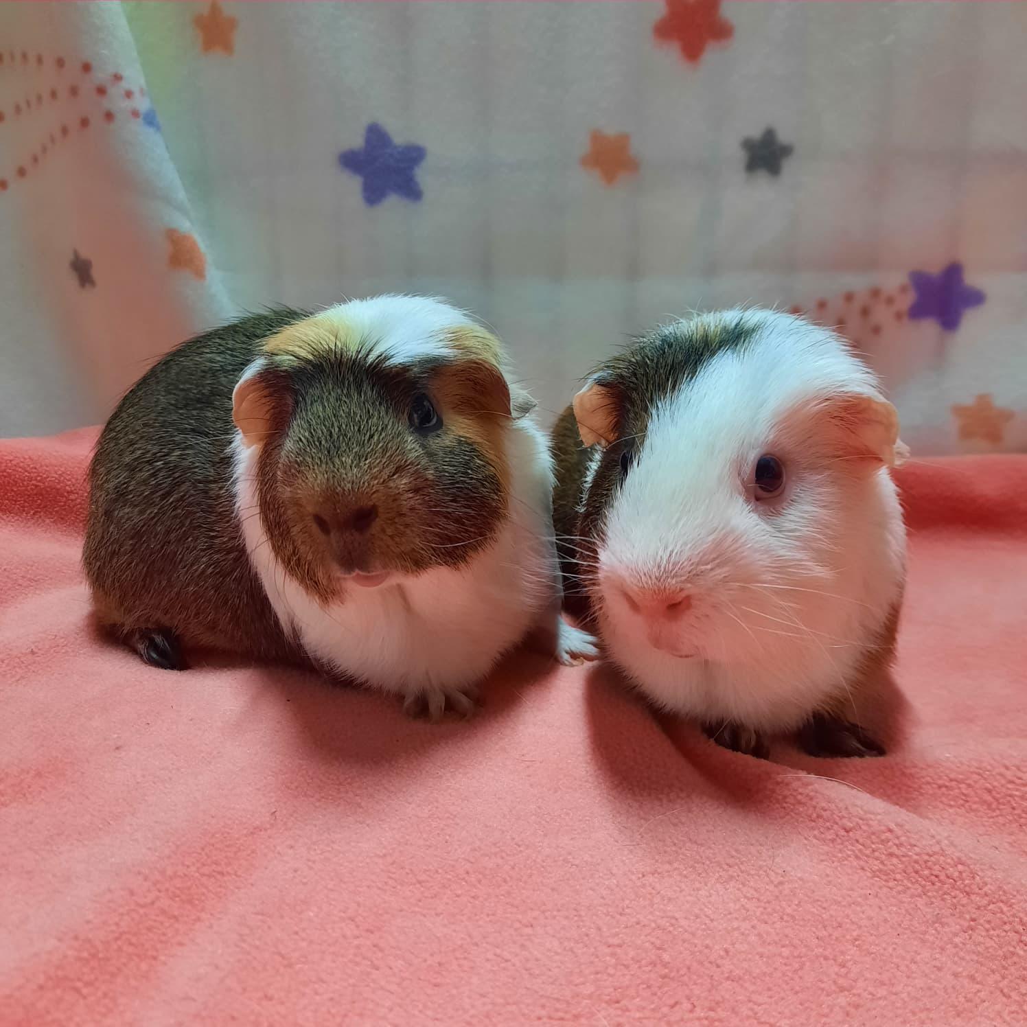 Enlarge Pigley & Winnie, a Adoptable Guinea Pig in Montclair, CA image 2/2