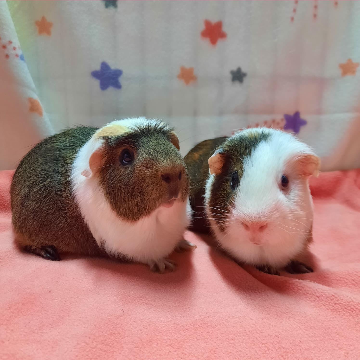 Pigley & Winnie, Adoptable, Adult Male Guinea Pig.