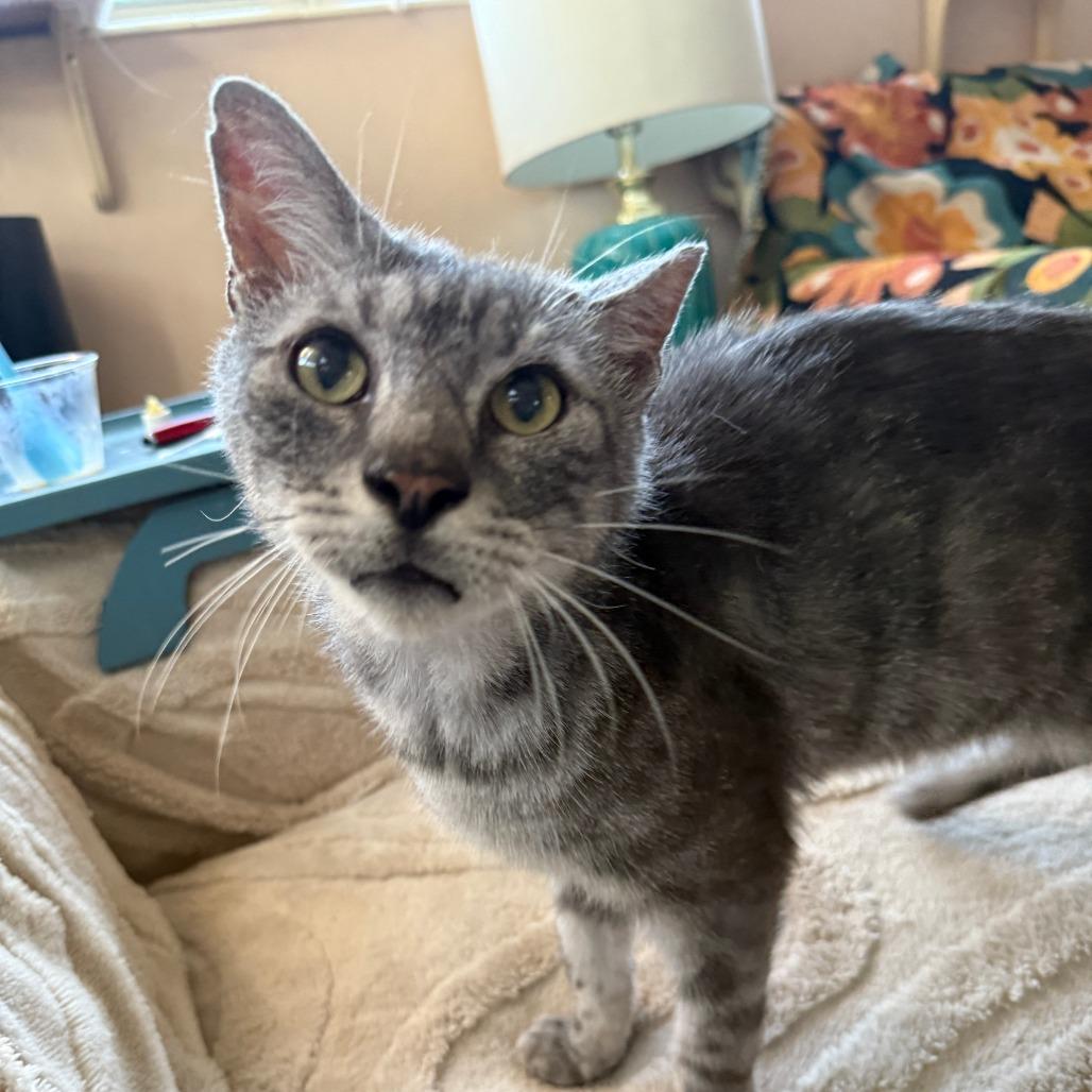 Enlarge Melvin, a Adoptable Domestic Short Hair in Hollywood, FL image 1/4