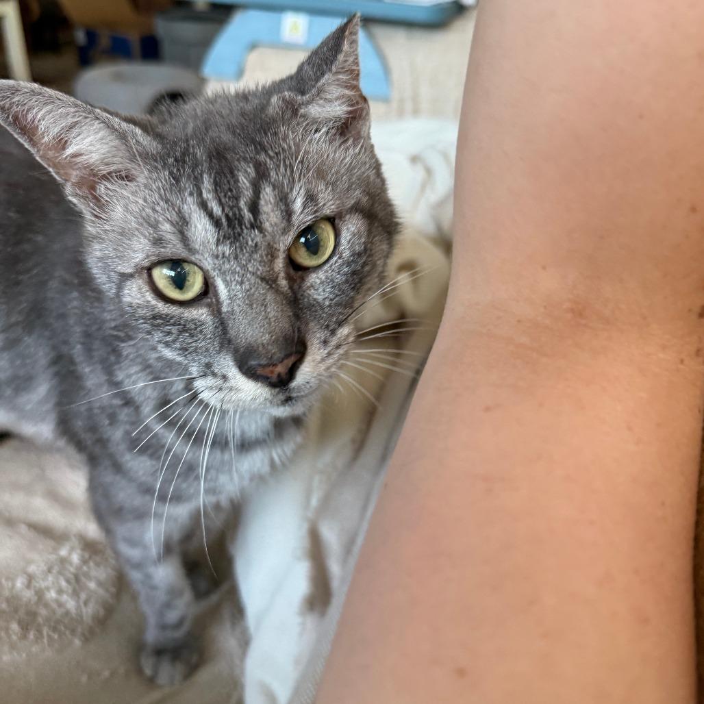 Enlarge Melvin, a Adoptable Domestic Short Hair in Hollywood, FL image 3/4