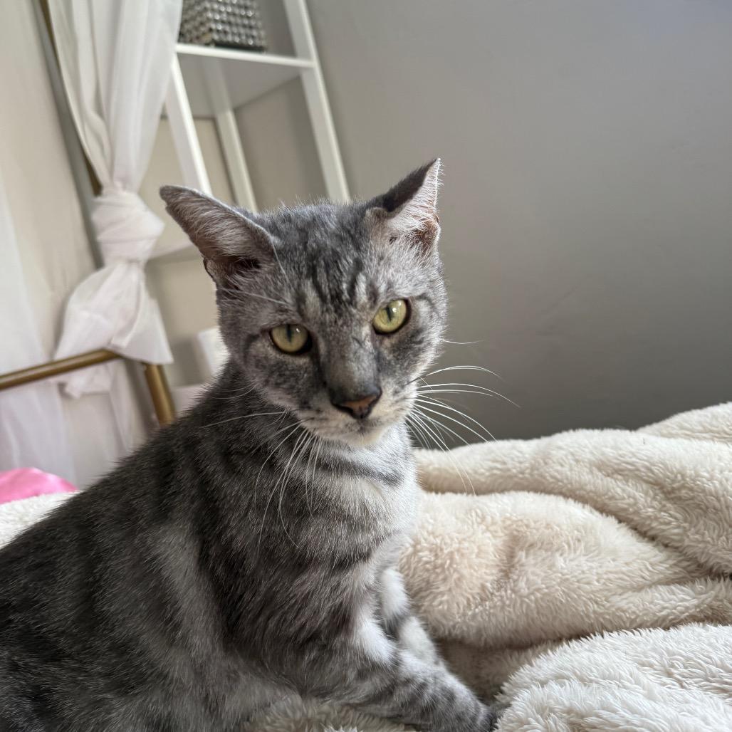 Enlarge Melvin, a Adoptable Domestic Short Hair in Hollywood, FL image 2/4