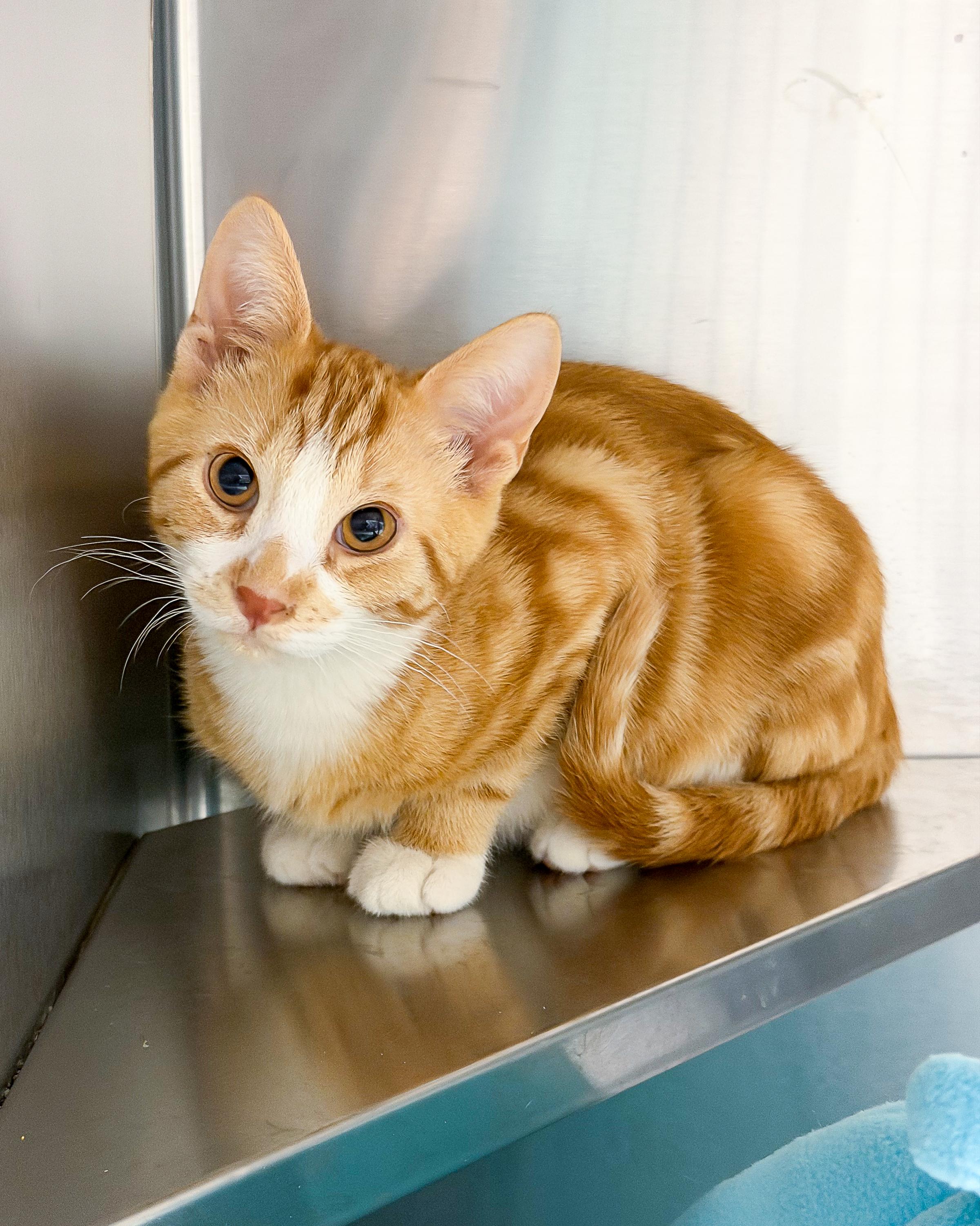 Toffee, ADOPTABLE, Kitten Male American Shorthair.