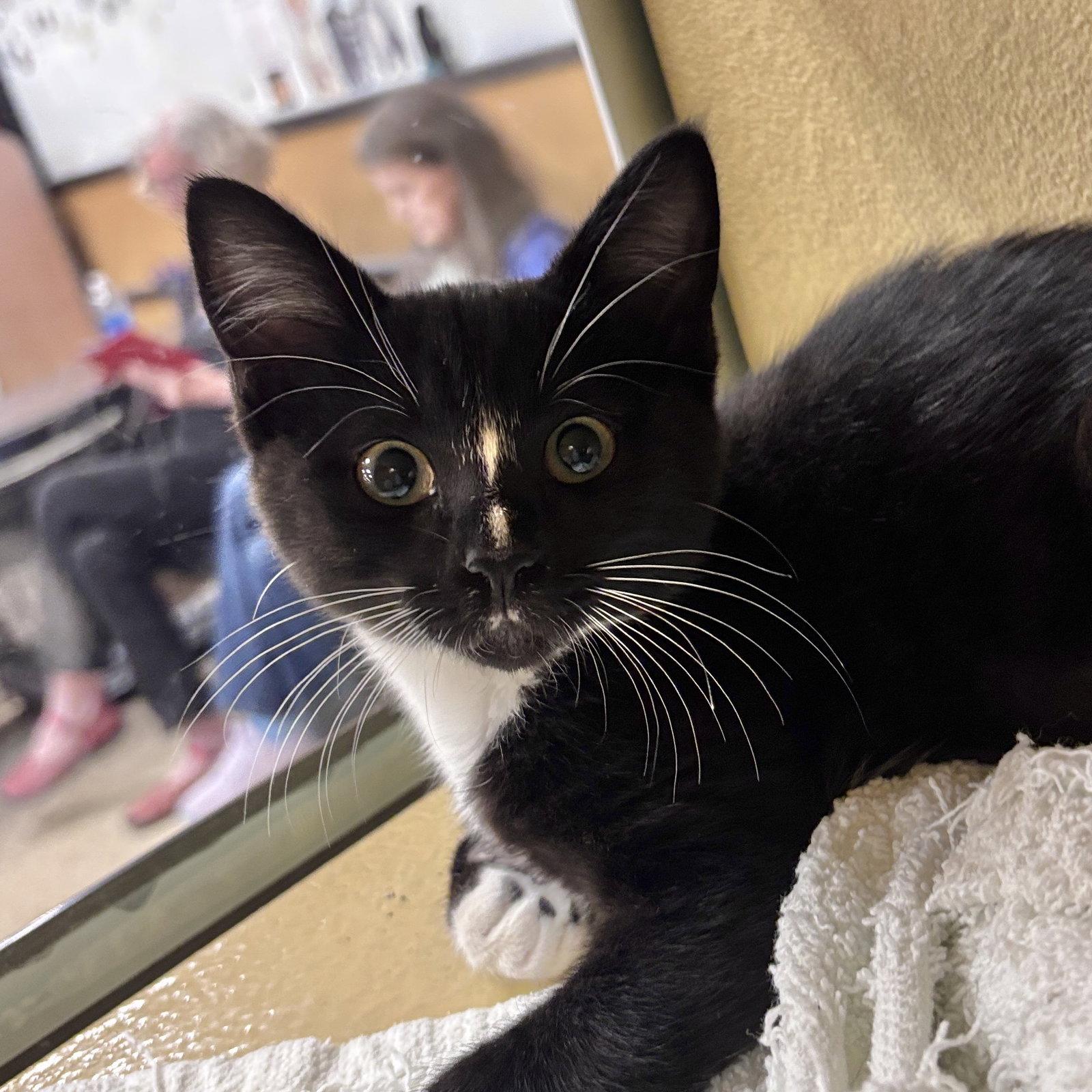 Enlarge Sparrow, a Adopted Domestic Short Hair in Sonora, CA image 1/1